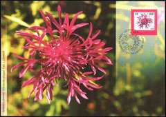 3037 - Estonia - 2007 - The Wig Knapweed flower - Maxi Card